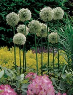 Маунт Эверест-1