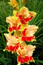 Гладиолус Огни Арбата-1