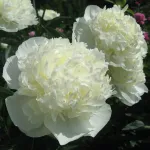 Пион Дюшес де Немур-1