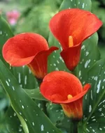 Калла Ред Сокс-1