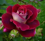 Роза Аллилуйя чайно-гибридная, Топалович-1