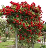 Роза Амадеус плетистая, Топалович-1