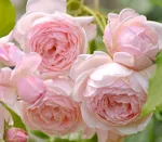 Мадам Фигаро-1