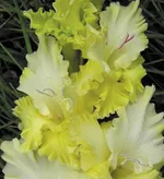 Ажурная Вязь-1