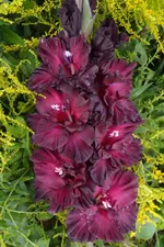 Таинство ночи -1