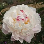 Пион Зюс Браун-1