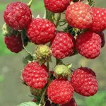 Зоренька Алтая-1