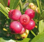 Пинк Лимонад (раннеспелый)-3