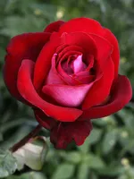 Роза Аллилуйя чайно-гибридная, Топалович-2