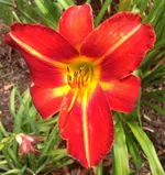 Чикаго Файр-4