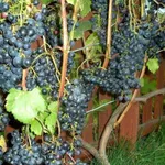 Загадка Шарова-2