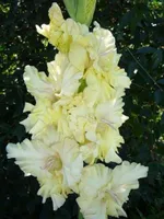 Гладиолус Золотая десятка-2