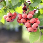 Пинк Лимонад (раннеспелый)-2