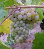 Московский устойчивый-4