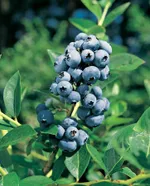 Сиерра (раннеспелый)-3