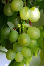 Московский устойчивый-3