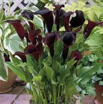 Калла Шварцвальдер-4