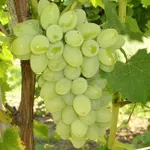 Московский устойчивый-2