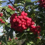 Алая крупная-2