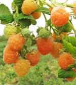 Золотые купола-3