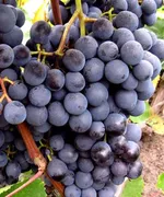 Агат донской-2