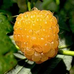 Малина Желтый гигант-4