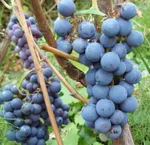 Амурский прорыв-4