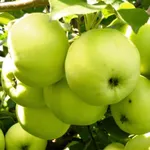 Яблоня Антоновка десертная-2