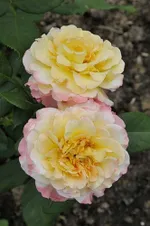 Роза Акварель чайно-гибридная, Тантау-3