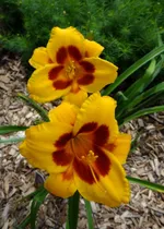 Блэк Айд Сюзан-2