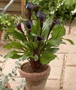 Калла Блэк Стар-4