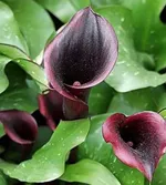 Калла Блэк Стар-3