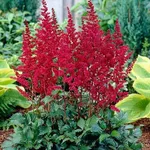 Астильба арендса Бургунди Ред-2
