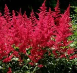 Астильба арендса Бургунди Ред-4