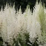 Астильба Даймонд энд Перлс китайская-2