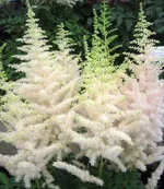 Астильба Даймонд энд Перлс китайская-3