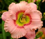 Элегант Кэнди-2