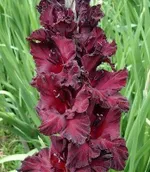 Таинство ночи -3