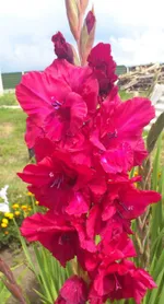 Гладиолус Возрождение-2