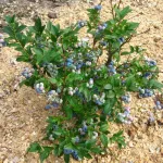 Блюкроп (среднеспелый)-2