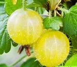 Финский зеленый-4