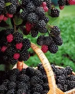 Блэк Джевел-2