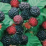 Блэк Джевел-3