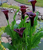 Калла Одесса-3