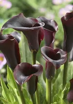 Калла Одесса-4