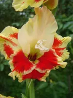 Гладиолус Огни Арбата-3