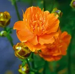 Оранж Принцесс-3