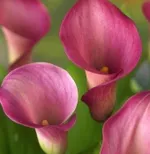 Калла Капитан Романс-4