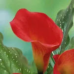 Калла Ред Сокс-3