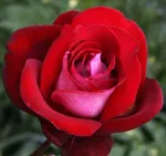 Роза Аллилуйя чайно-гибридная, Топалович-4